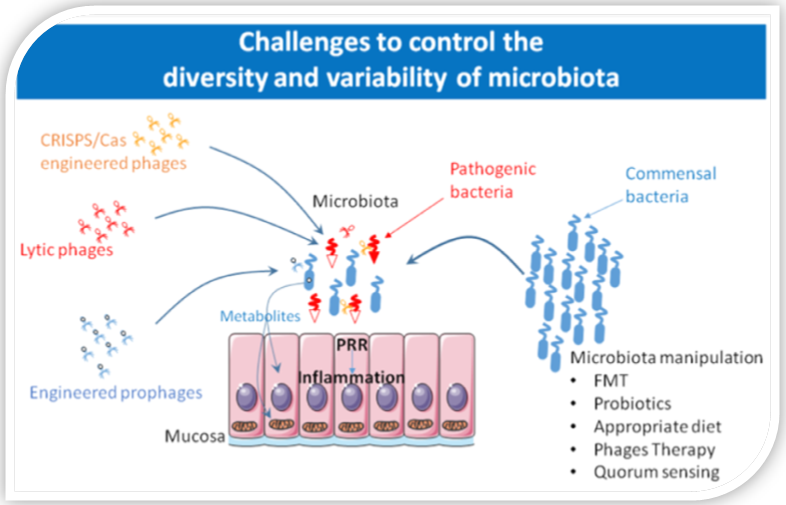 Microbiota controls mitochondria metabolism:Targeting microbiota-mitochondria inter-talk by Marvin Edeas