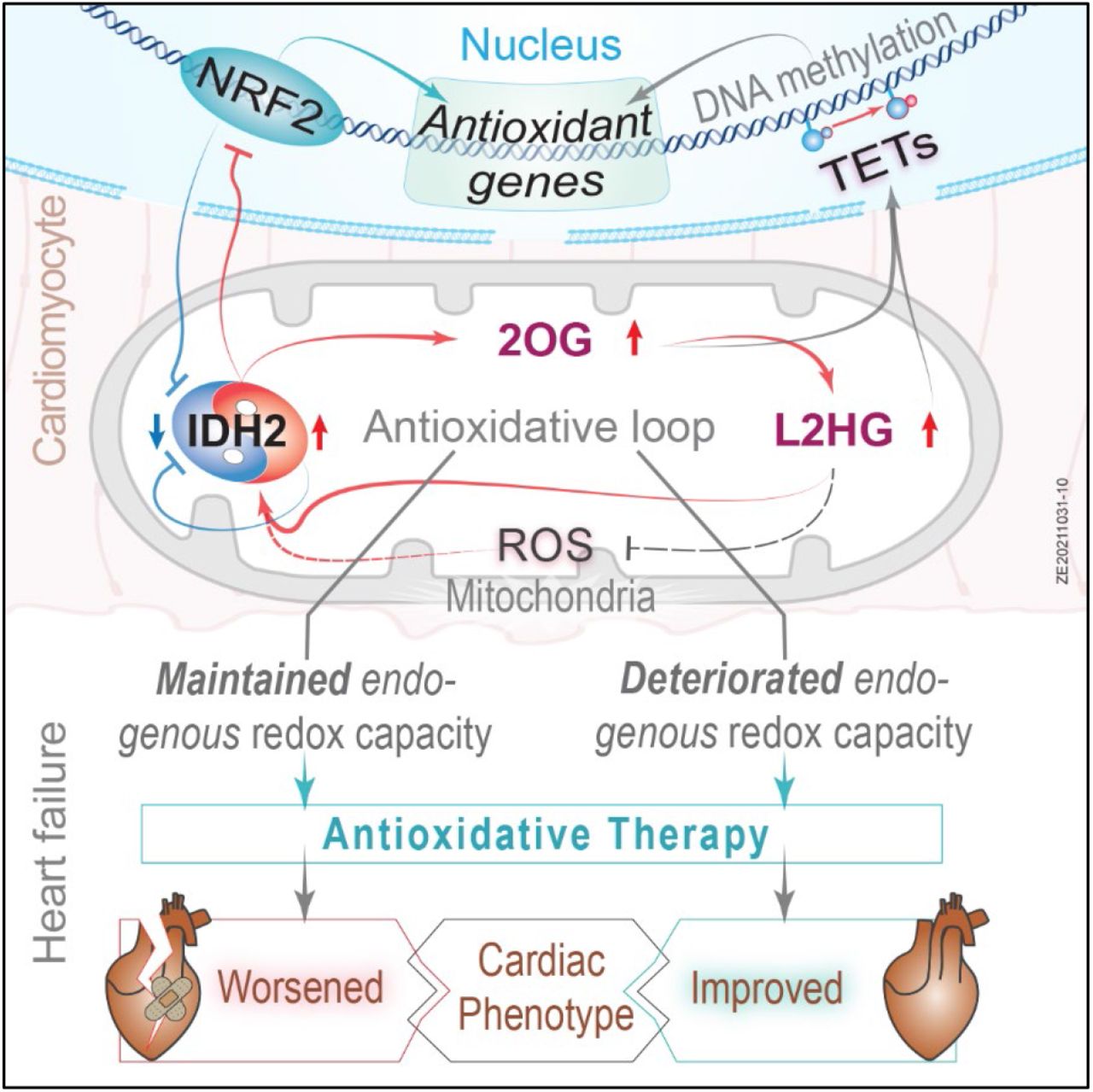 Epigenetic modulators link mitochondrial redox homeostasis to cardiac function