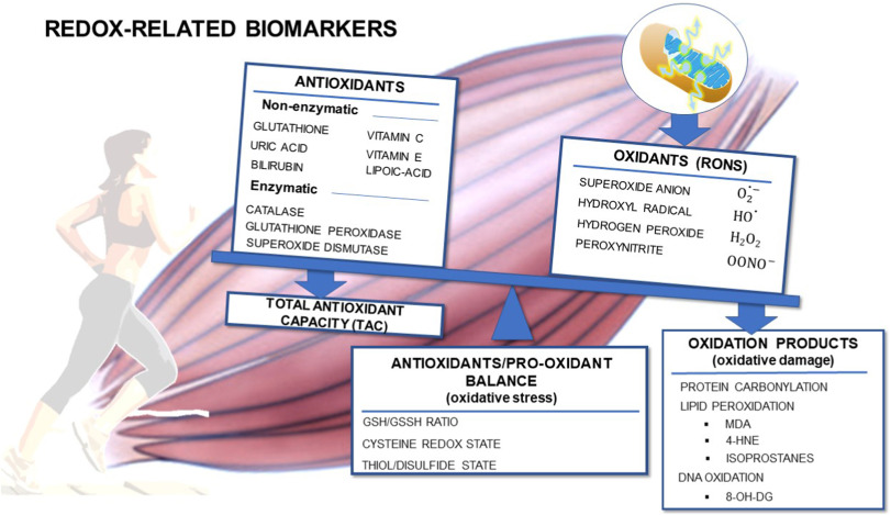 Redox-related biomarkers in physical exercise