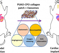 Oxygen Releasing and Antioxidant Breathing Cardiac Patch Delivering Exosomes Promotes Heart Repair