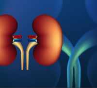 Study Reveals Impact of Donor Age Differences on Renal Transplantation Outcomes