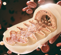 How Mitochondria Shape Our Immune Defense: Road to Redox Medicine